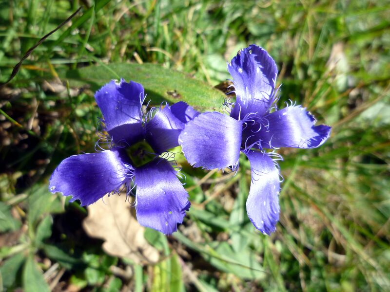 ملف:GENTIANA CILIATA - MATELLA.JPG