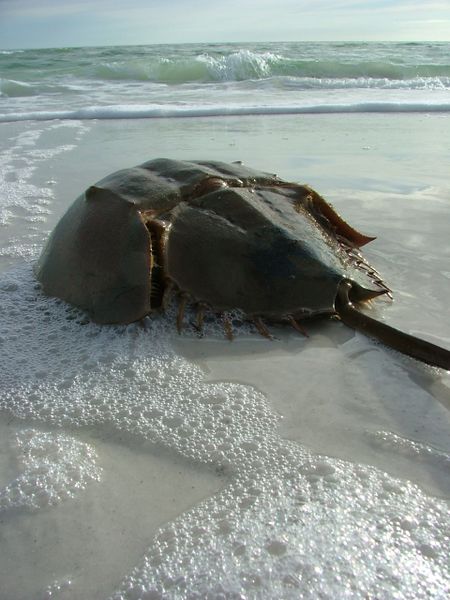 ملف:Horseshoe Crab.jpg