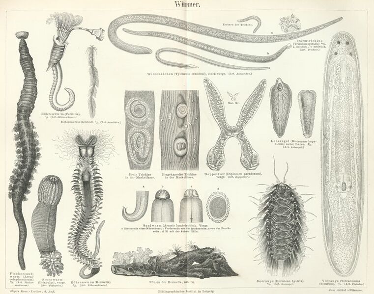 ملف:Meyers b16 s0768a.jpg