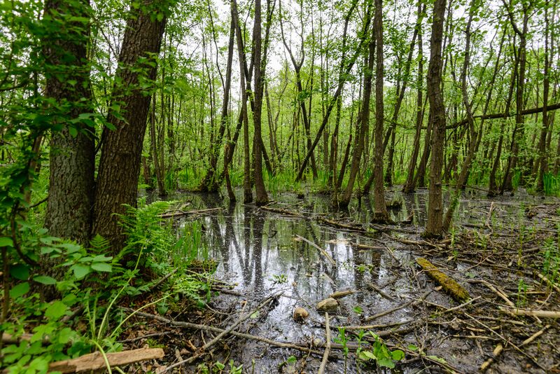 ملف:Nackareservatet May 2019 01.jpg