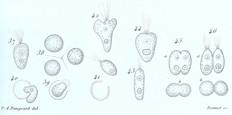 ملف:Polyblepharides singularis.jpg