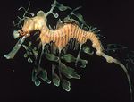 حصان البحر Seadragon.