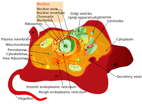 ملف:Animal cell structure.svg