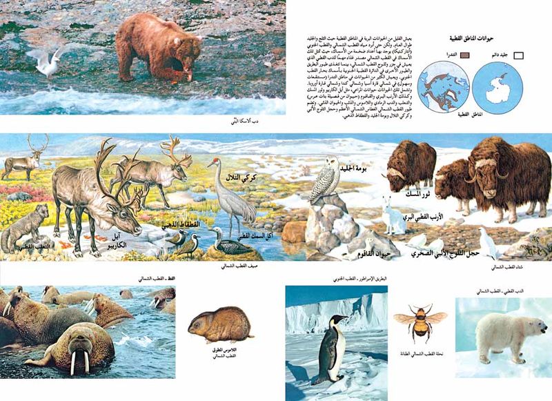 ملف:Animalsincoldpacespic1.jpg