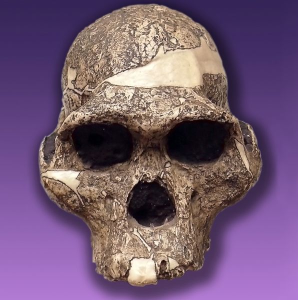 ملف:Australopithecus africanus (mrs. Pless).jpg