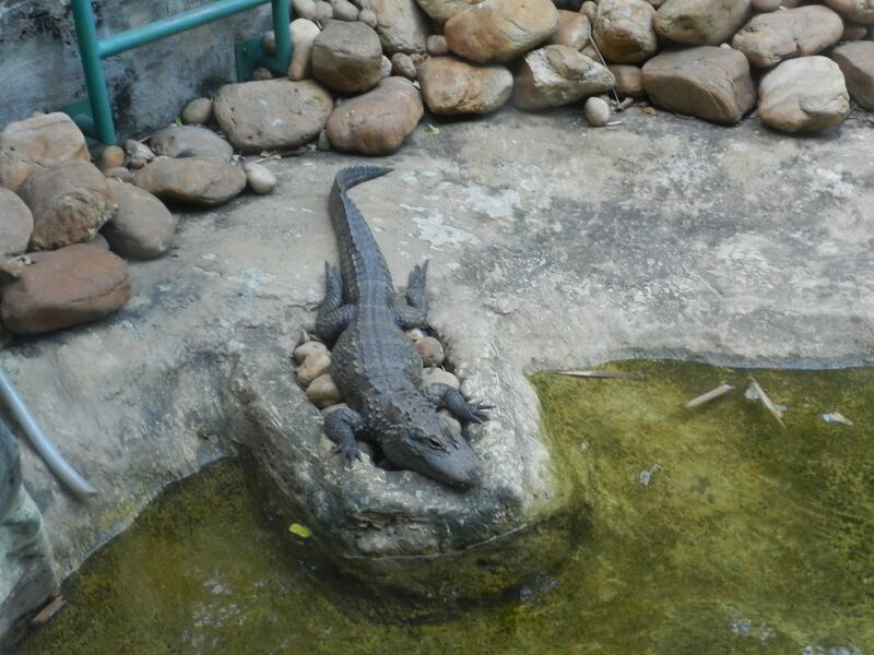 ملف:Chinese alligator.JPG