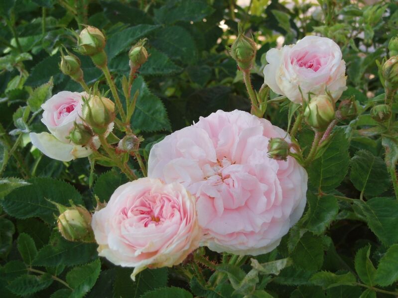 ملف:Cuisse de nymphe émue.JPG