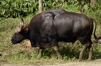Indian Gaur from anaimalai hills JEG5290.jpg
