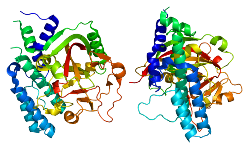 ملف:Protein PARP2 PDB 1gs0.png