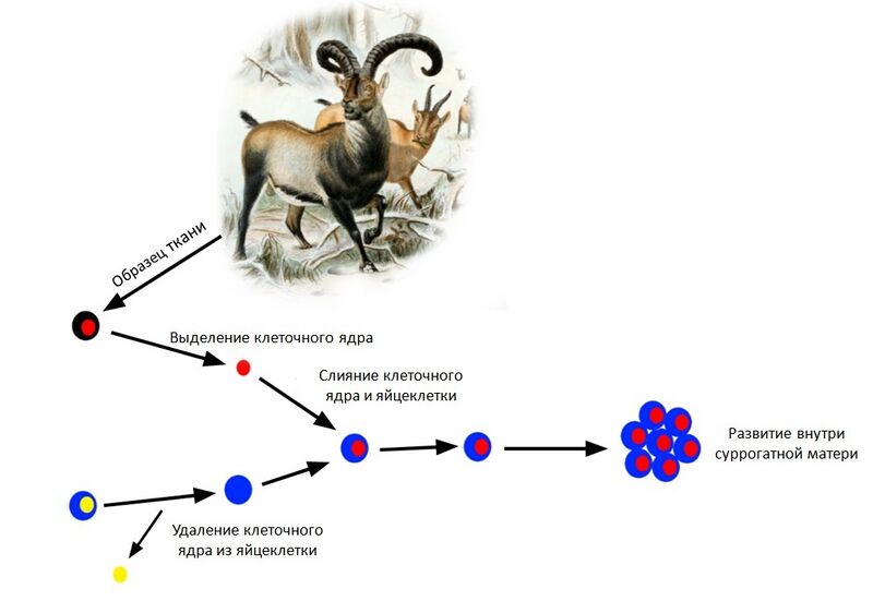 ملف:Pyrenean ibex Cloning-ru.jpg