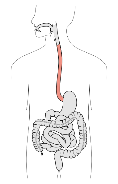 ملف:Tractus intestinalis esophagus.svg