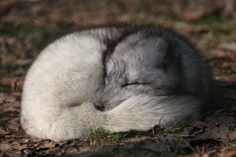 ملف:Alopex lagopus IMG 9019.JPG