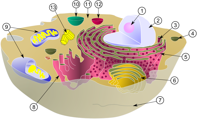 ملف:Biological cell6.svg