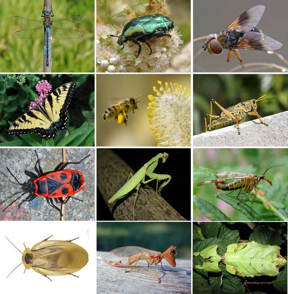 ملف:Insects collage.jpg