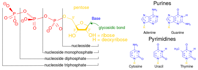 ملف:Nucleotides 1.svg