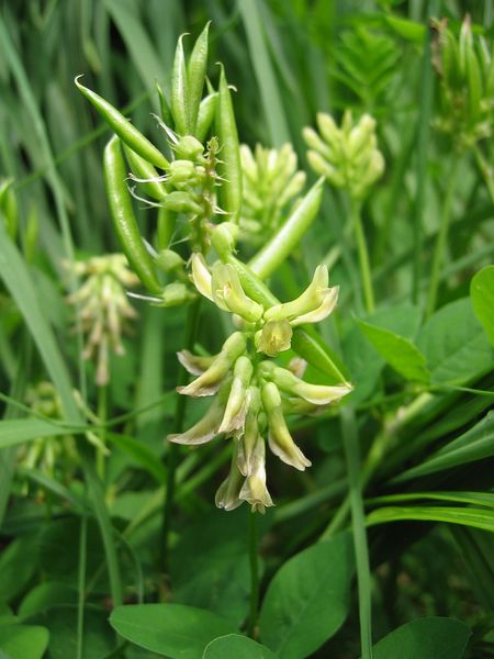 ملف:Astragalus glycyphyllos fruit.jpg