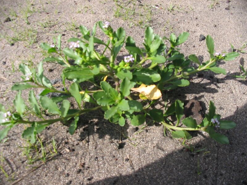 ملف:Cakile edentula (Habitus).jpg