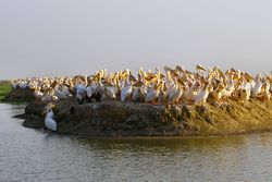 Djoudj ile pelican.jpg