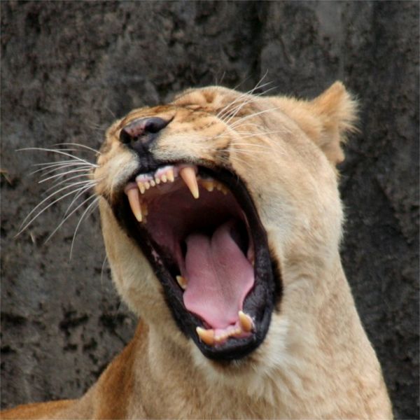 ملف:Female Lion.JPG