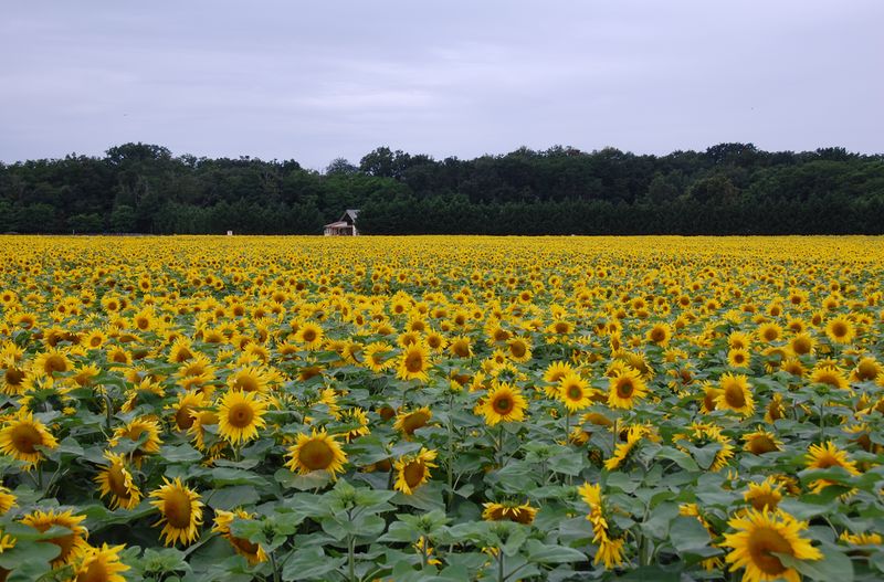 ملف:Field of sunflowers.JPG