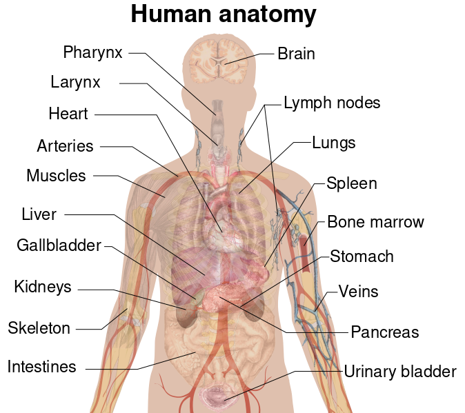 ملف:Internal organs.svg