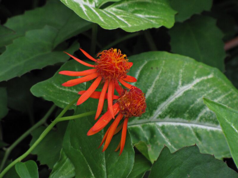 ملف:Mexican Flame Vine 9435.jpg