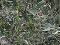 Olives tanches 3.JPG