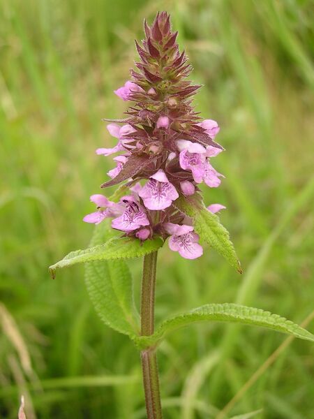 ملف:Stachys palustris 2005.07.03 12.12.10.jpg