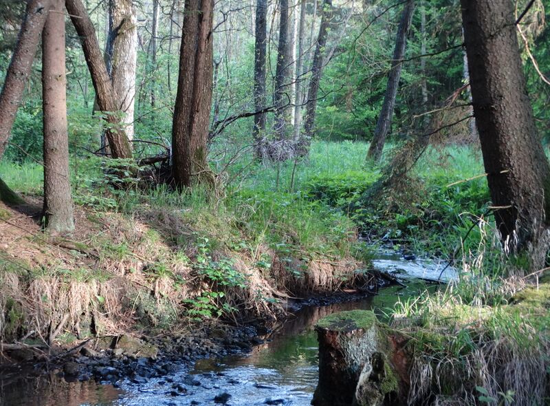 ملف:Baunach-Bundorfer Forst-MR001.jpg