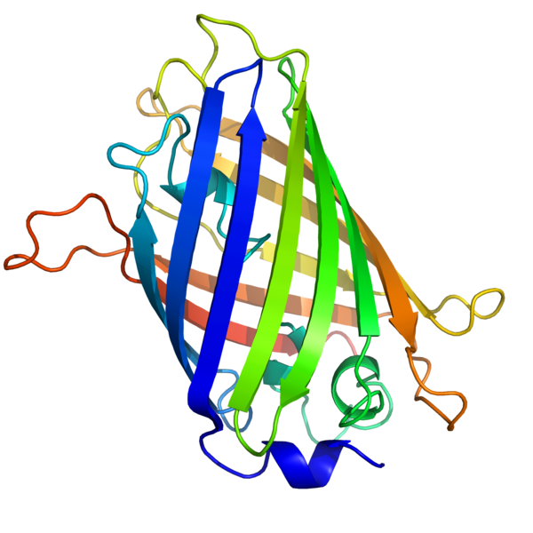ملف:GFP structure.png
