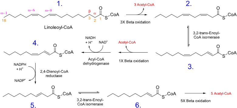 ملف:Linoleic acid beta oxidation.svg