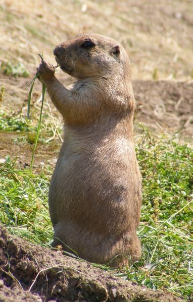 ملف:PrairieMarmot.JPG