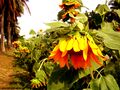 Sunflowers in Manila, Philippines