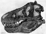 Tyrannosaurus skull, a dinosaur species