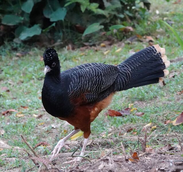 ملف:Crax alberti 183250321.jpg