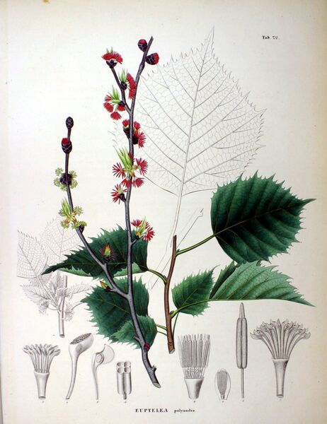 ملف:Euptelea polyandra SZ72.jpg