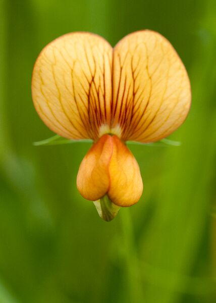 ملف:Lathyrus sp. 01.jpg