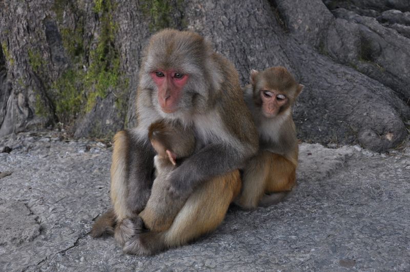 ملف:Macaca mulatta 3.JPG