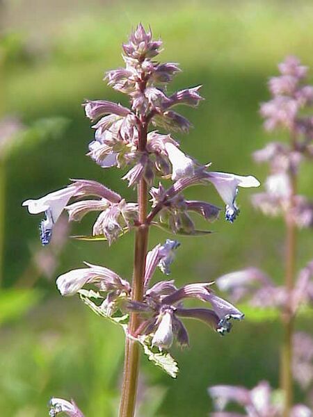 ملف:Nepeta grandiflora1.jpg