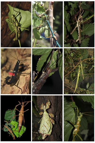 ملف:Phasmatodea overview.jpg