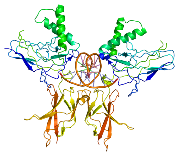 ملف:Protein NFKB2 PDB 1a3q.png
