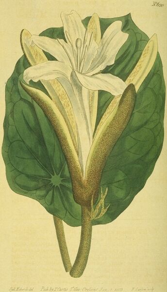 ملف:Pterospermum acerifolium (1803).jpg