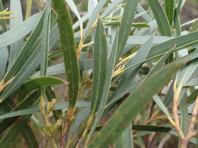 ملف:'Eucalyptus approximans foliage.jpg