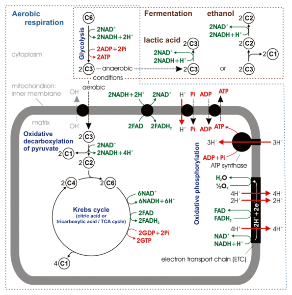 ملف:Cellular respiration.gif