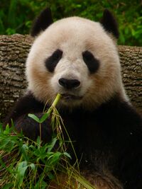 Giant Panda eating Bamboo.JPG