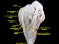 Extrinsic eye muscle. Nerves of orbita. Deep dissection.