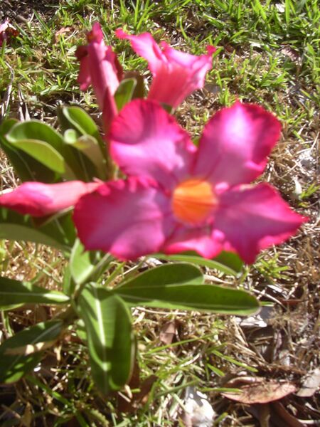 ملف:Starr 040925-0005 Adenium obesum.jpg