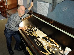 أحفورة عظام البطريق العملاق كيروكو، بجانب هيكل لبطريق أزرق صغير في منتصف اليمين، جامعة دوندين، نيوزيلندا.jpg