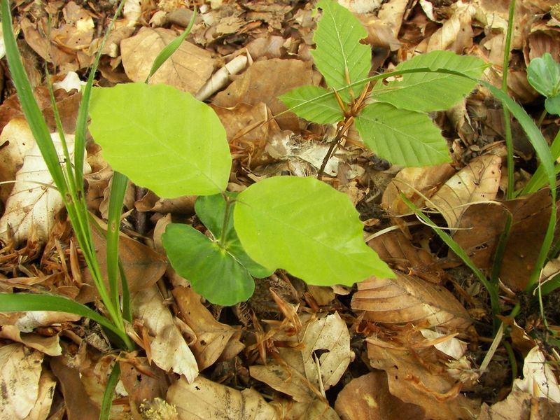 ملف:Fagus sylvatica seed 001.jpg