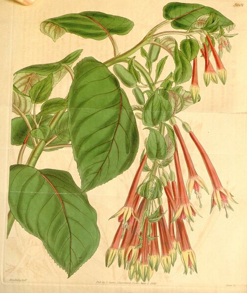 ملف:Fuchsia fulgens.jpg